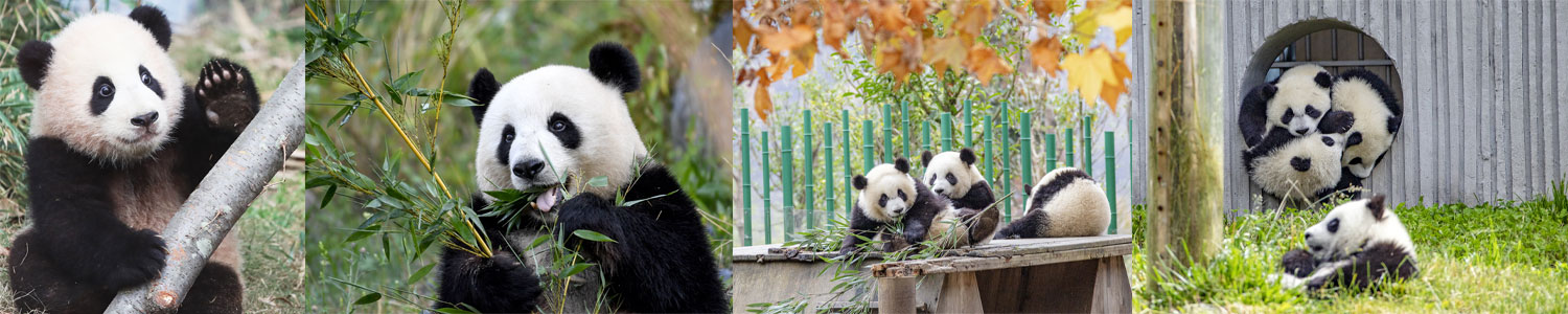 パンダがいっぱい 写真特集 Imagelink Picks 報道写真の共同通信イメージリンク